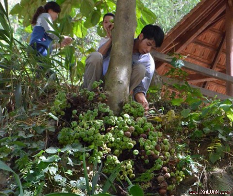 Cay canh, cây cảnh, cay cong trinh, cây công trình, thiet ke canh quan san vuon, thiết kế cảnh quan sân vườn, thi cong canh quan san vuon, thi công cảnh quan sân vườn, thiet ke thi cong ho ca, thiết kế thi công hồ cá…